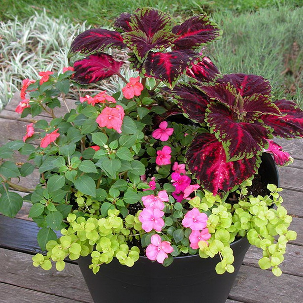 tropical-planter-ideas-10_9 Ideje za tropske plantaže