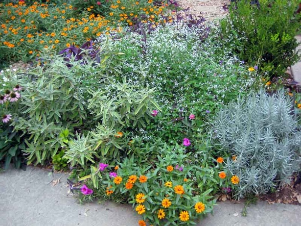 border-plants-for-driveways-71_18 Granične biljke za prilaze