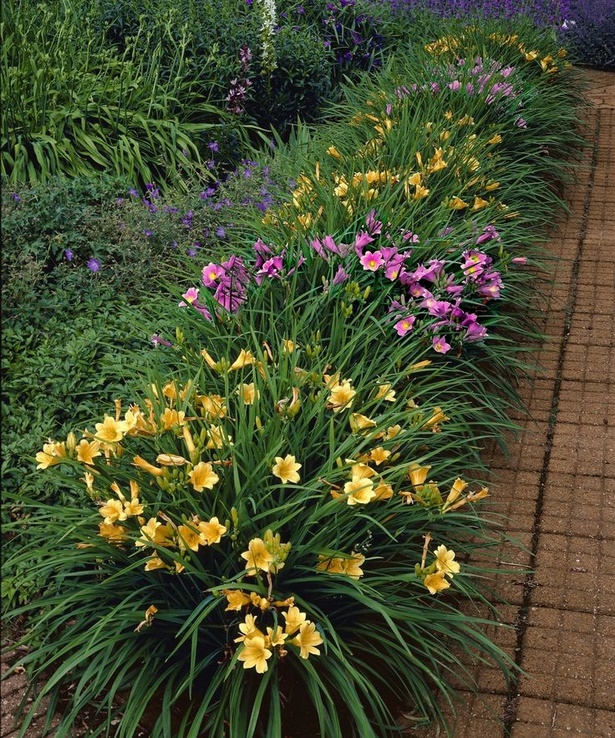 border-plants-for-driveways-71_2 Granične biljke za prilaze