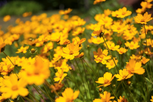 garden-plants-for-small-gardens-35 Vrtne biljke za male vrtove