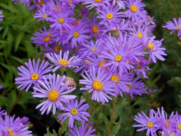 garden-plants-for-small-gardens-35_13 Vrtne biljke za male vrtove