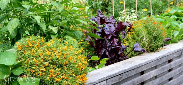 garden-plants-for-small-gardens-35_14 Vrtne biljke za male vrtove