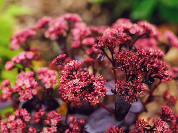 garden-plants-for-small-gardens-35_17 Vrtne biljke za male vrtove