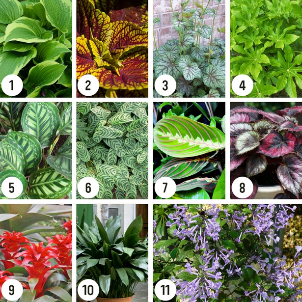 garden-plants-for-small-gardens-35_2 Vrtne biljke za male vrtove