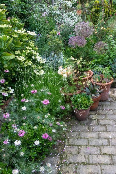 garden-plants-for-small-gardens-35_5 Vrtne biljke za male vrtove