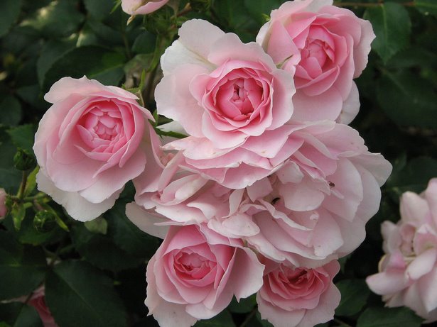 garden-plants-for-small-gardens-35_7 Vrtne biljke za male vrtove