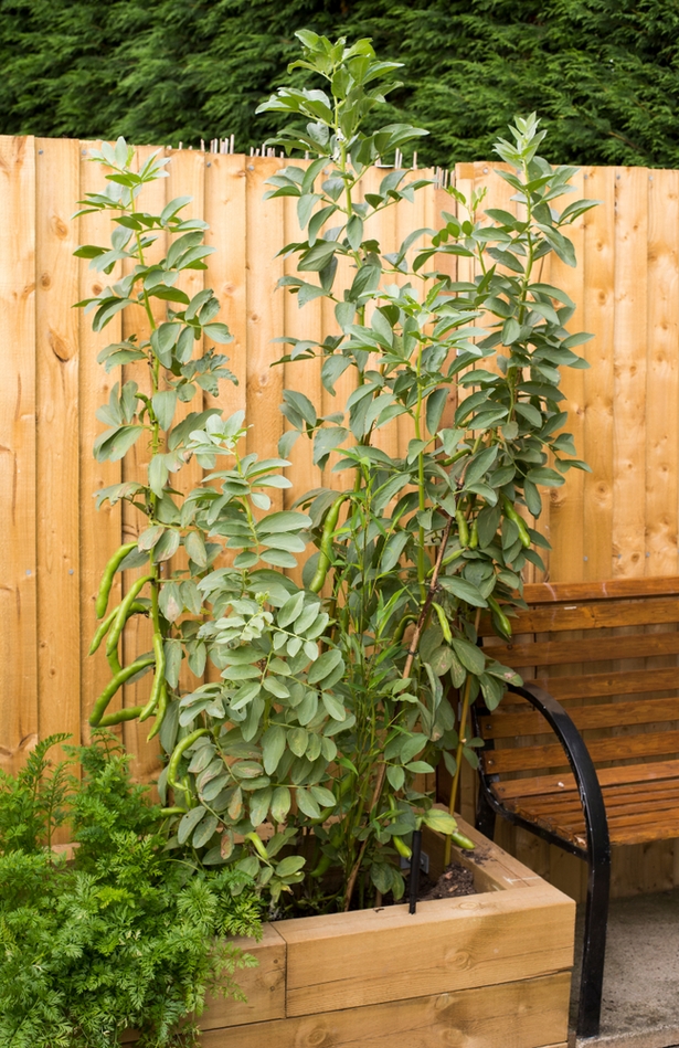 garden-plants-for-small-gardens-35_9 Vrtne biljke za male vrtove