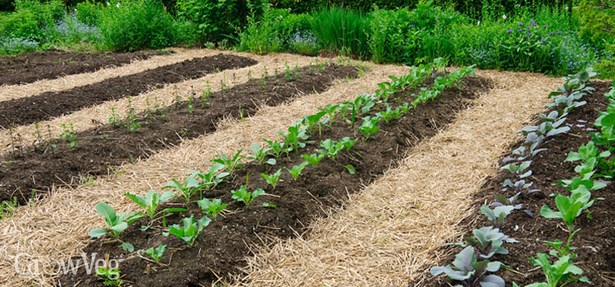raised-bed-farming-25_15 Uzgoj podignutog kreveta