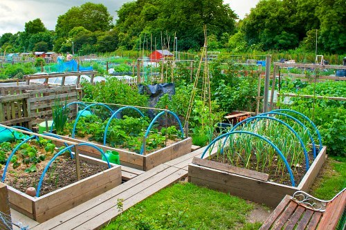 raised-bed-farming-25_16 Uzgoj podignutog kreveta