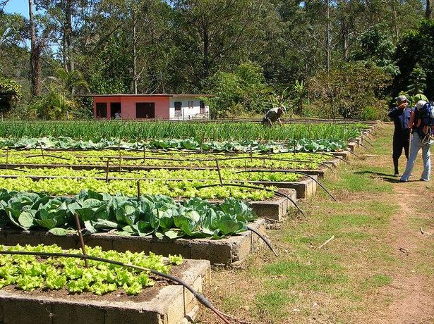 raised-bed-farming-25_17 Uzgoj podignutog kreveta