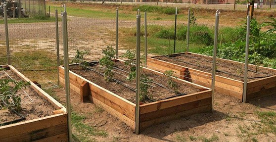 raised-bed-farming-25_3 Uzgoj podignutog kreveta