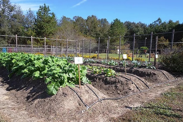raised-bed-farming-25_4 Uzgoj podignutog kreveta