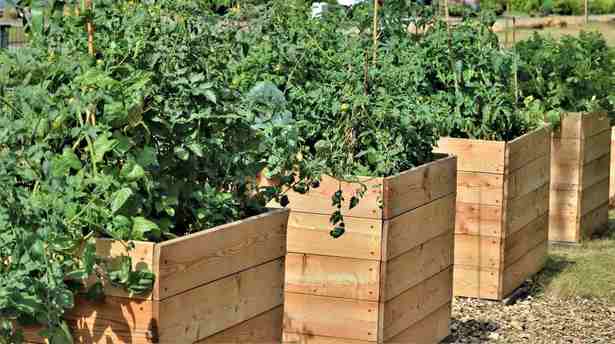 raised-bed-farming-25_5 Uzgoj podignutog kreveta