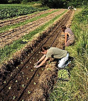 raised-bed-farming-25_7 Uzgoj podignutog kreveta