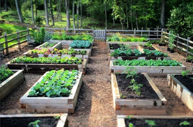 raised-bed-farming-25_8 Uzgoj podignutog kreveta