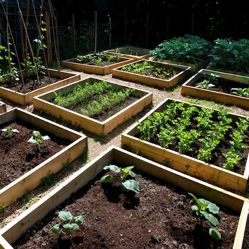 raised-bed-farming-25_9 Uzgoj podignutog kreveta