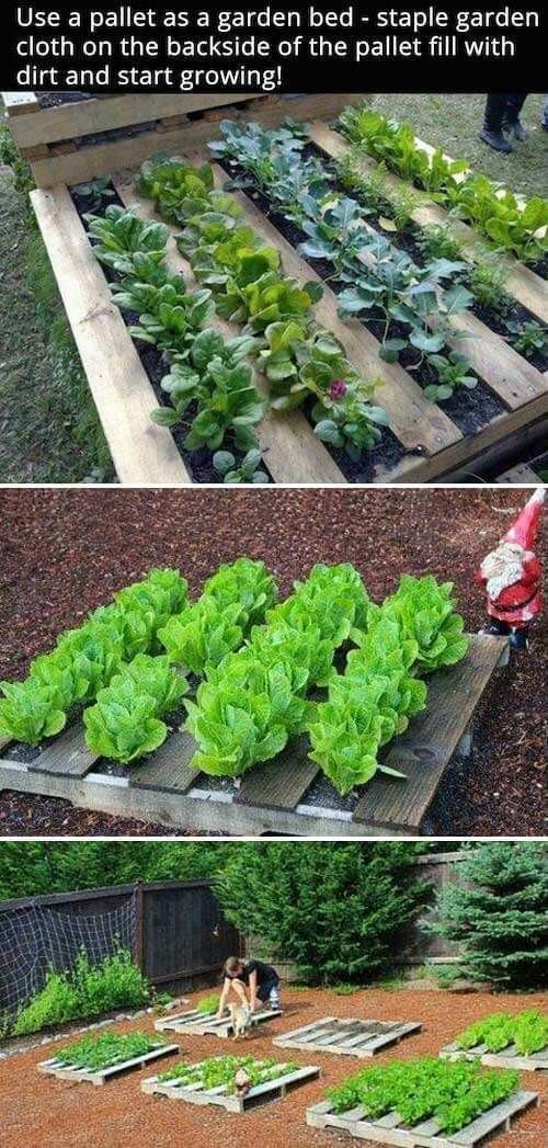basic-raised-garden-bed-99_14 Osnovni podignuti vrtni krevet