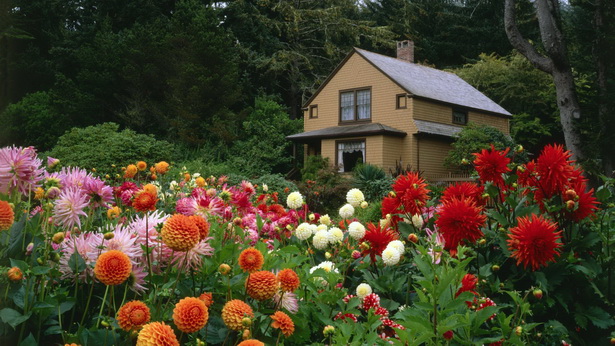 house-flower-garden-28 Kućni cvjetni vrt