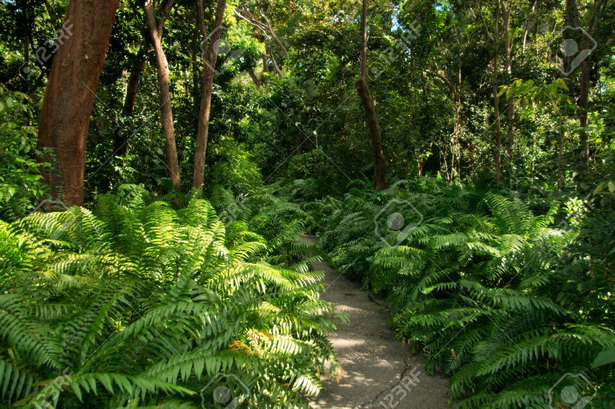 lush-tropical-gardens-29_5 Bujni tropski vrtovi
