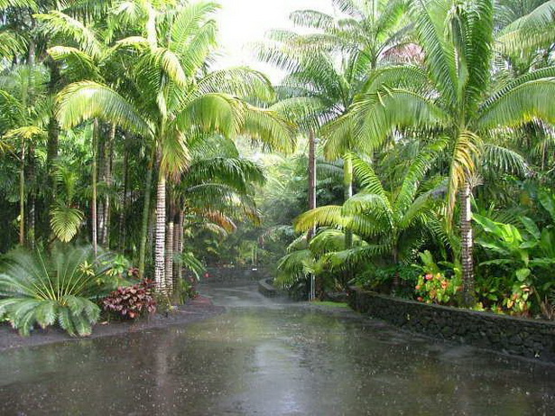 lush-tropical-gardens-29_6 Bujni tropski vrtovi