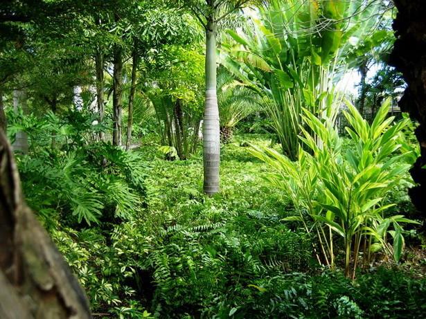lush-tropical-gardens-29_7 Bujni tropski vrtovi
