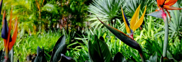 lush-tropical-gardens-29_8 Bujni tropski vrtovi