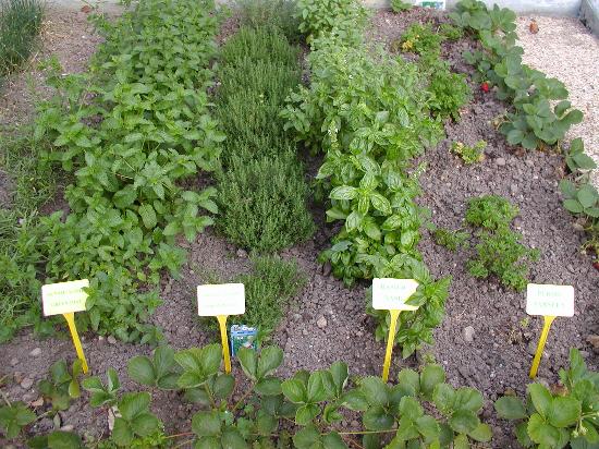 outdoor-herb-gardens-22_14 Otvoreni biljni vrtovi