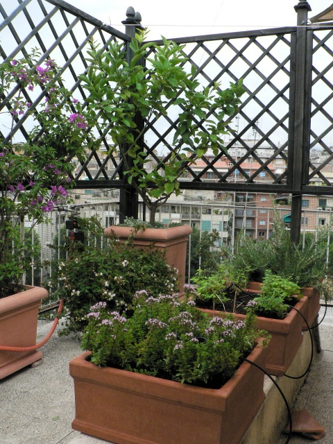 terraced-herb-garden-86_12 Terasasti biljni vrt