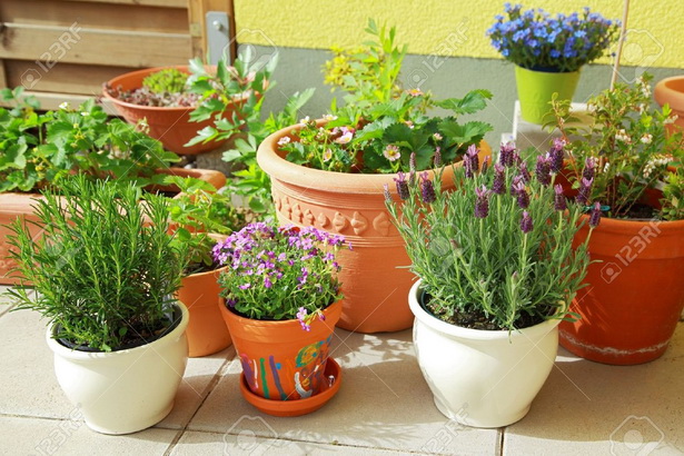 terraced-herb-garden-86_18 Terasasti biljni vrt